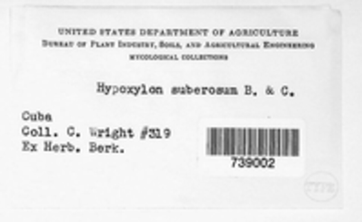 Hypoxylon suberosum image